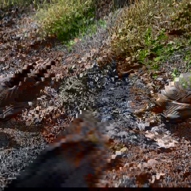 Кецове и обувки adidas Performance adidas TERREX Boty Tracefinder Trail Running Черно | IE5906, 2