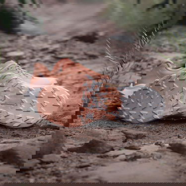 Кецове и обувки adidas Performance Terrex Agravic 3 Trail Running Оранжево
 | IG6582, 2