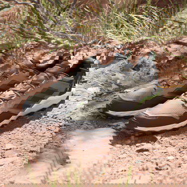 Кецове и обувки adidas Performance adidas TERREX Boty Tracerocker 2.0 GORE-TEX Trail Running Кафяво | IF0381, 5