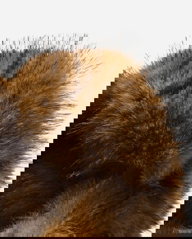 Шапка GUESS Chunky Fur Hat Многоцветен | M5BZ05W2701 FJ06, 7