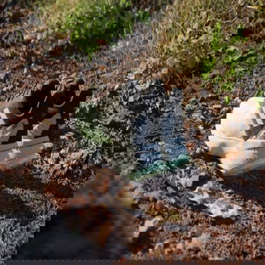 Кецове и обувки adidas Performance adidas TERREX Terrex Soulstride Trail Running Зелено | IG8023, 2