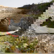 adidas TERREX TRAILMAKER 2 GORE-TEX