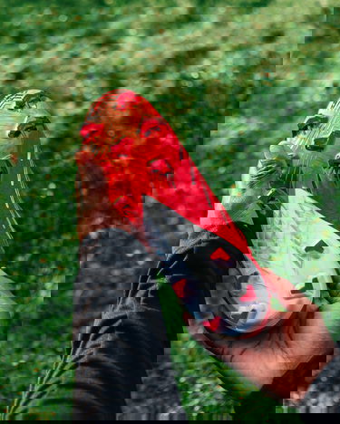 Кецове и обувки New Balance Furon V7 Pro FG Червено | sf1f-bs1, 9