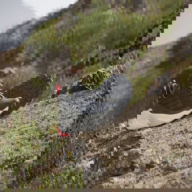 Кецове и обувки adidas Performance adidas TERREX TRAILMAKER 2 GORE-TEX Черно | IE5148, 3